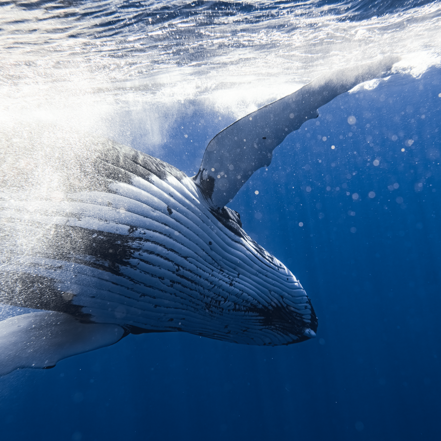 Maxime Mergalet _baleines