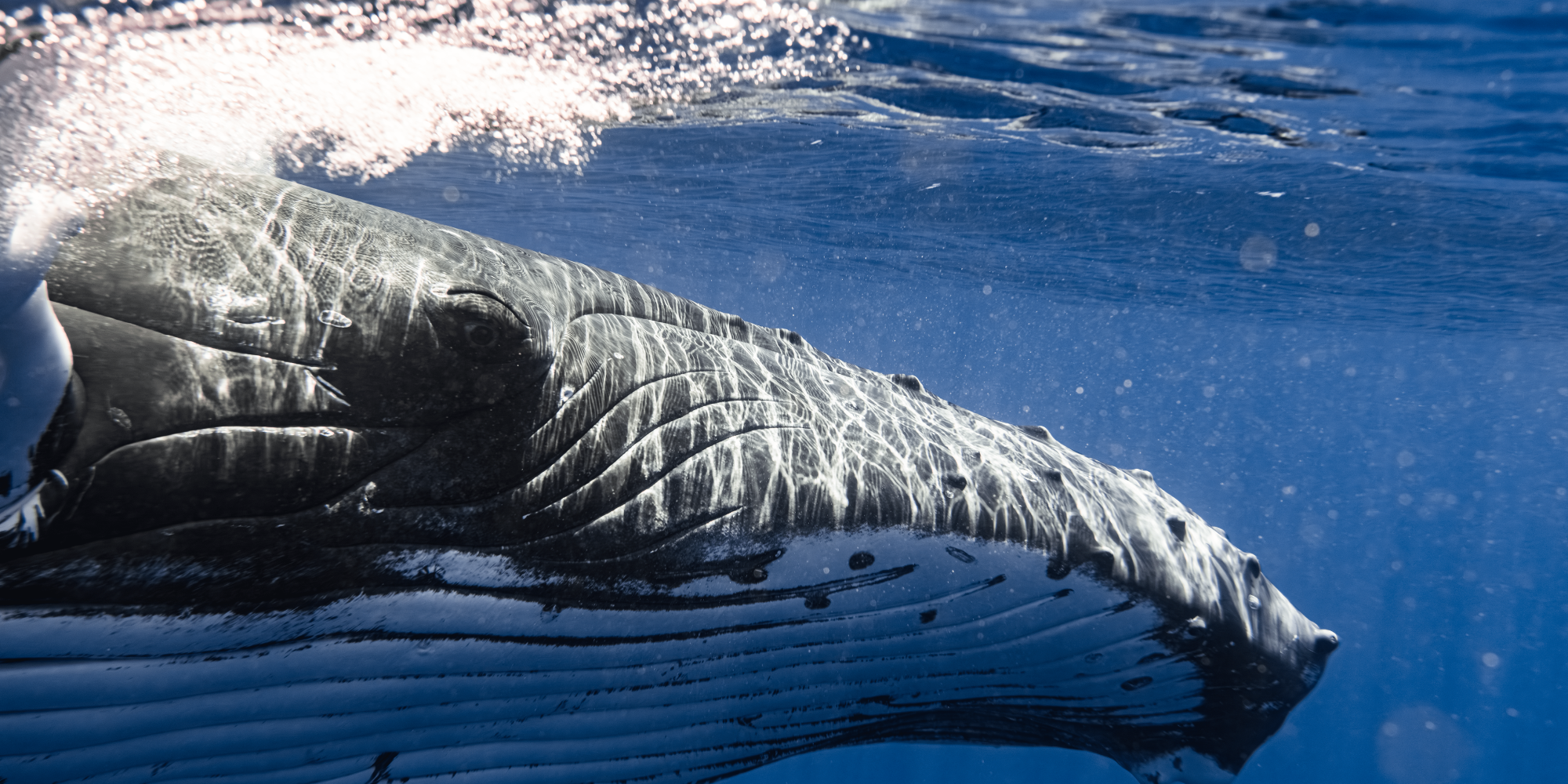 Maxime Mergalet_baleine